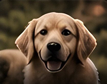 Golden retriever puppy